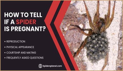 Discover The Fascinating World Of Pregnant House Spiders